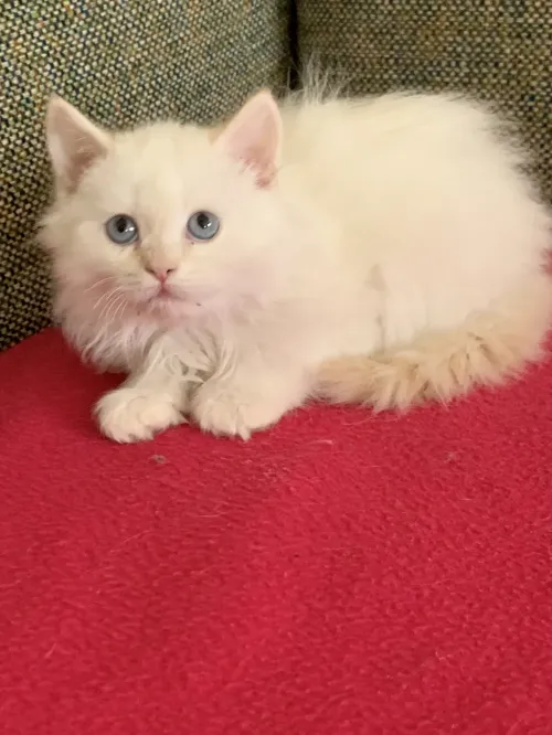 Chatons persan