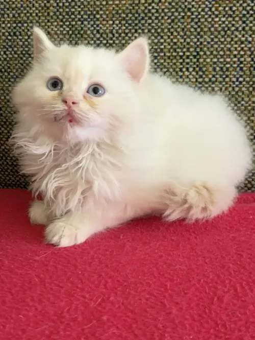 Chatons persan