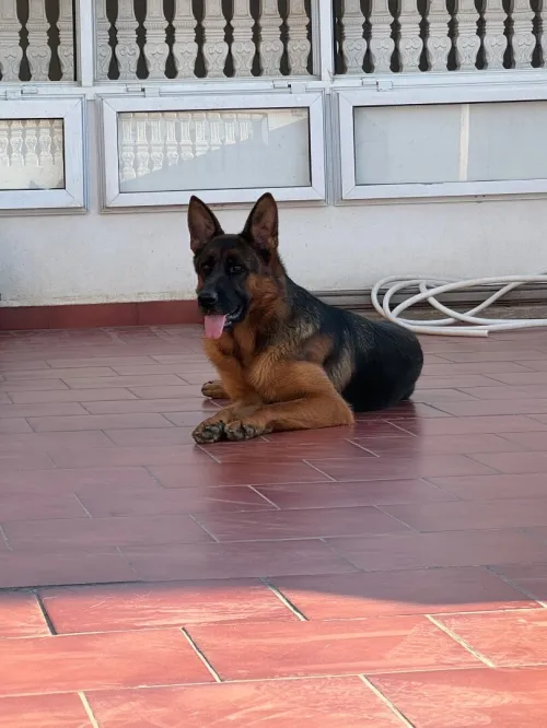 Berger allemand pedigree