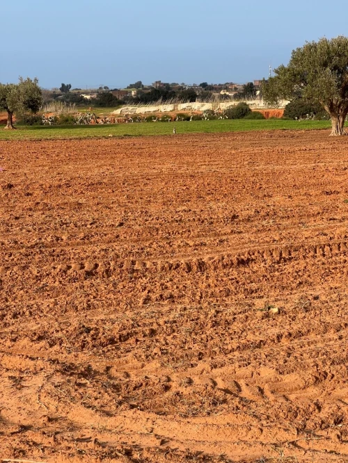 Vente Terrain Mostaganem Sidi lakhdaara