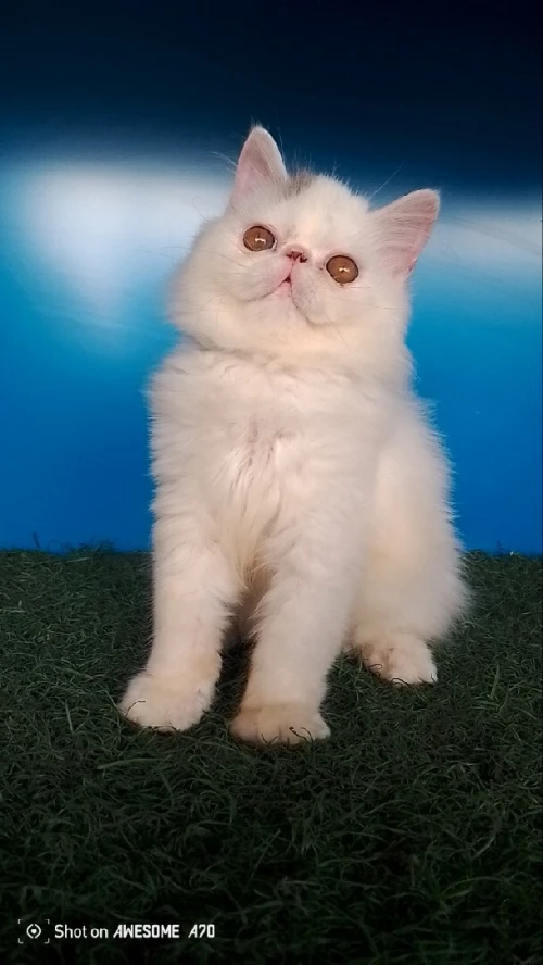 Chats