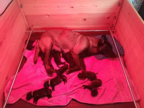 Malinois top