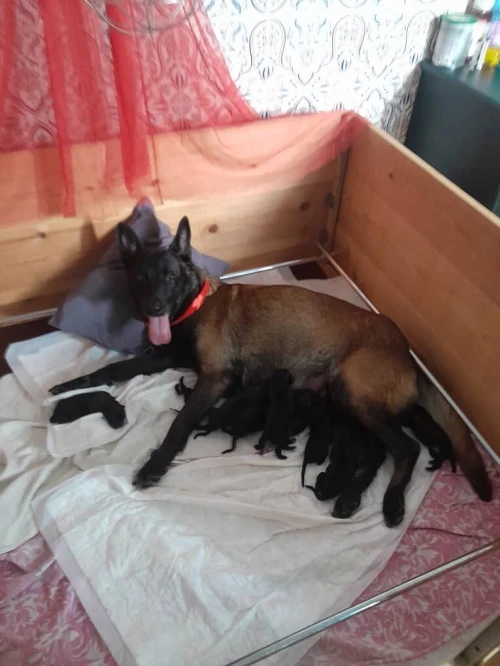 Malinois top