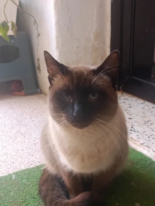 Un chat siamon