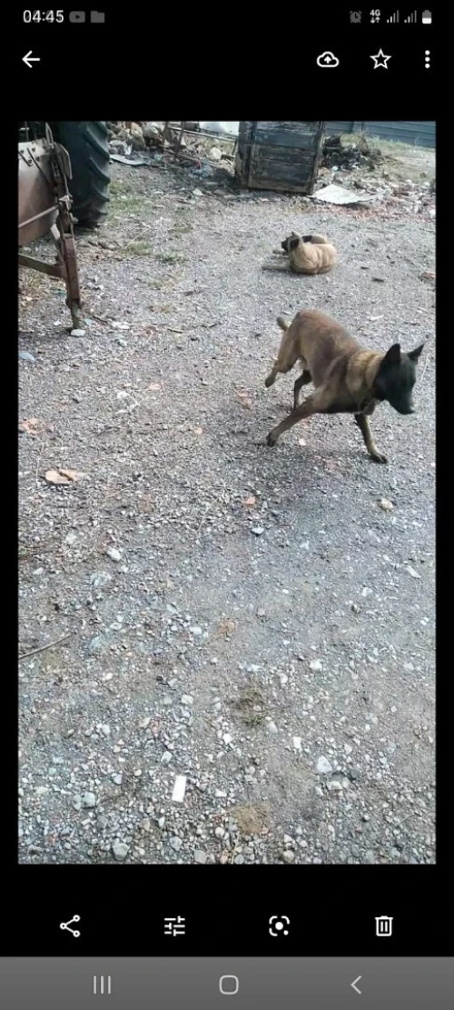 Chien MALINOIS