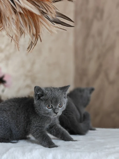 Chaton british