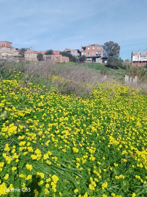 Vente Terrain Boumerdès Boudouaou