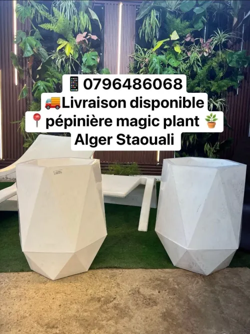Pépinière magic plant 