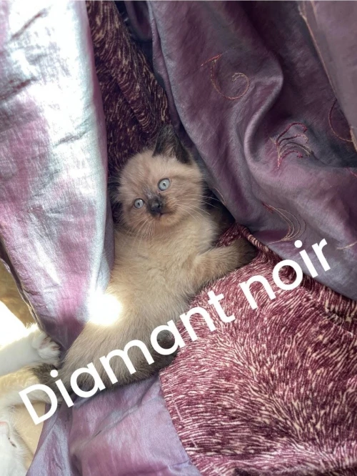 Chaton de race ragdoll