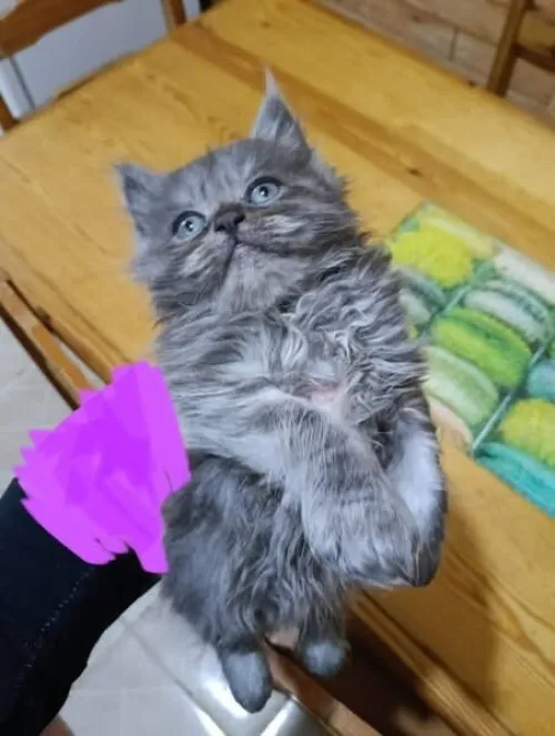 Chat de race