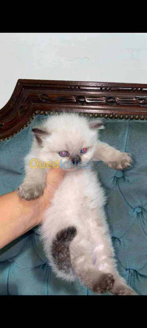 Chaton de race ragdoll
