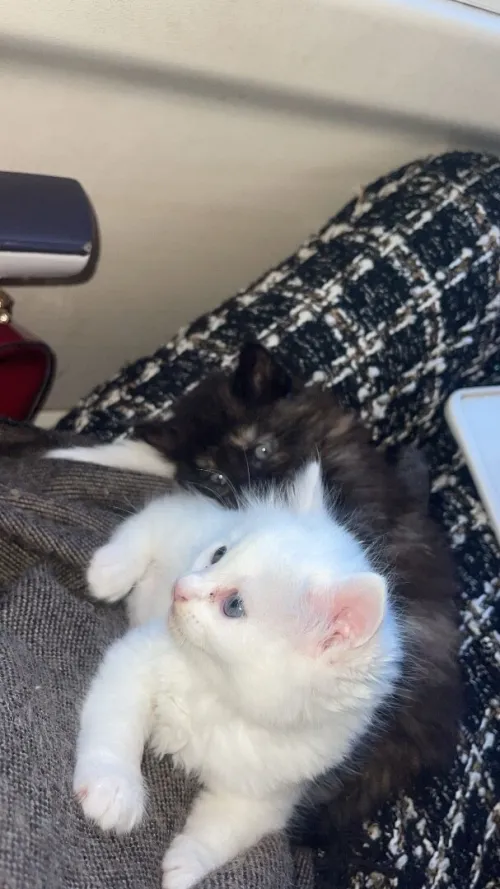 Chat de race