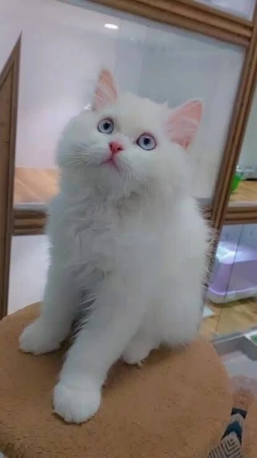 Chirazi angora