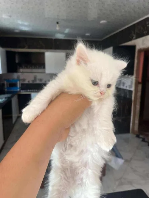 Chat de race