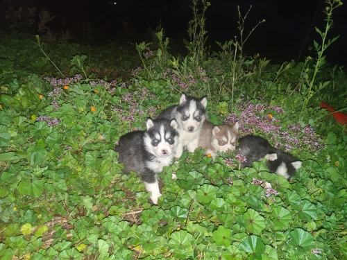 Husky sibérien