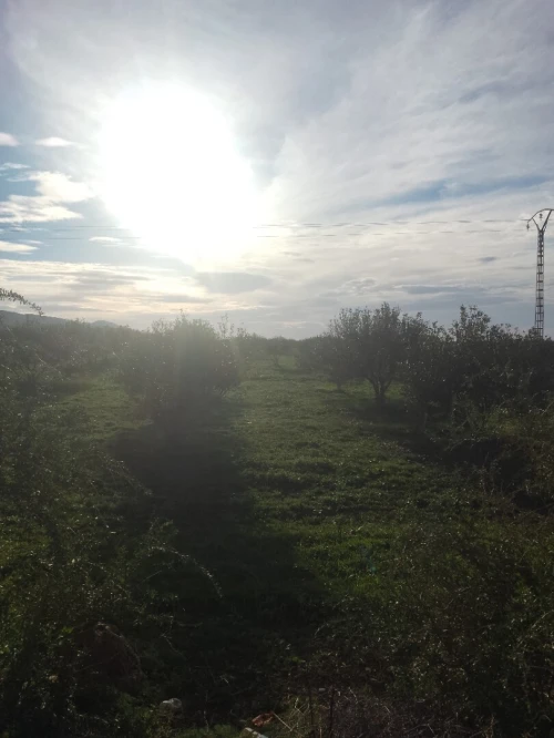 Vente Terrain Agricole Oran Tafraoui