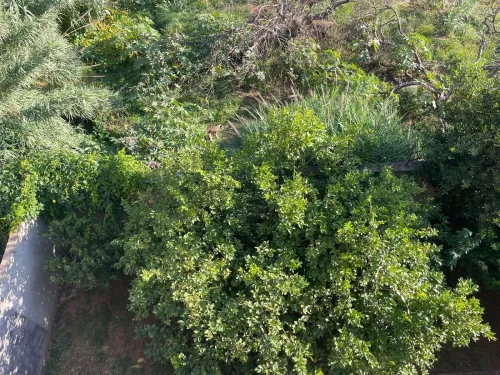 Vente Villa Alger Birkhadem