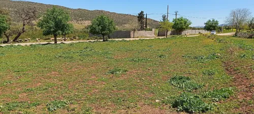 Vente Terrain Agricole Tlemcen Ain fezza