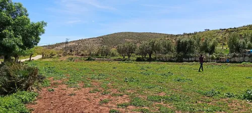 Vente Terrain Agricole Tlemcen Ain fezza