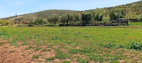 Vente Terrain Agricole Tlemcen Ain fezza