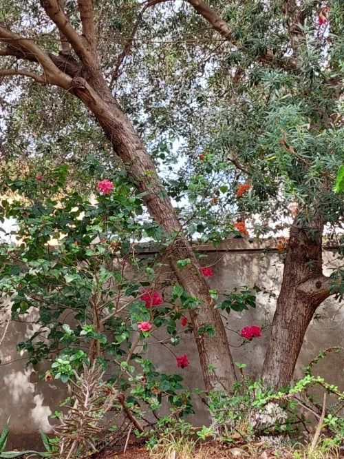 Vente Villa Alger Belouizdad