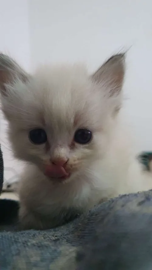Chat persan