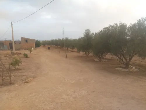 Vente Terrain Agricole Sidi Bel Abbès Sidi khaled