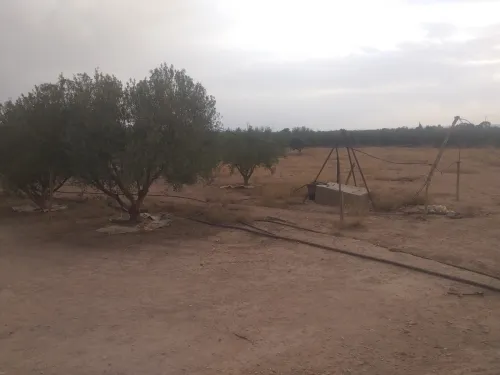 Vente Terrain Agricole Sidi Bel Abbès Sidi khaled