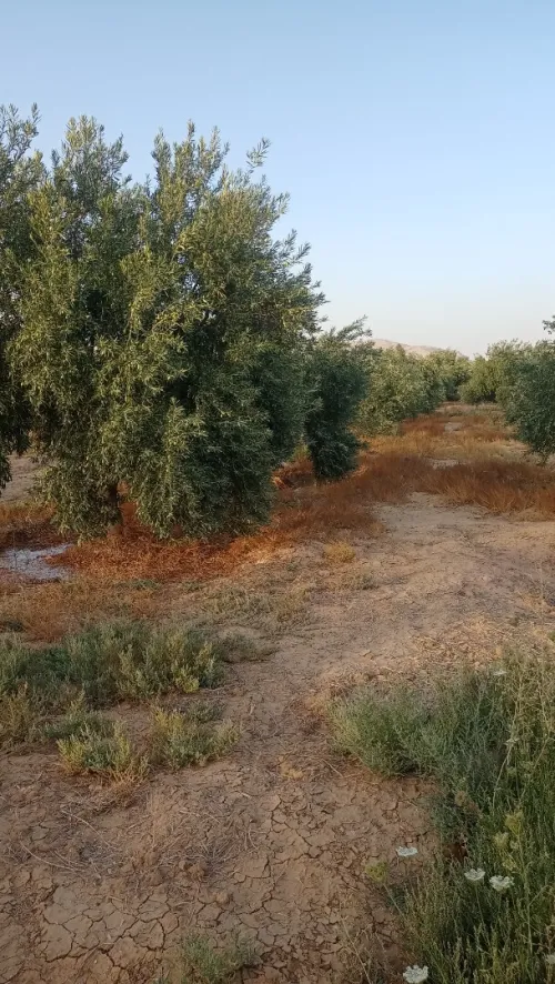 Vente Terrain Biskra Biskra