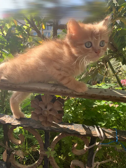 3 adorables chatons