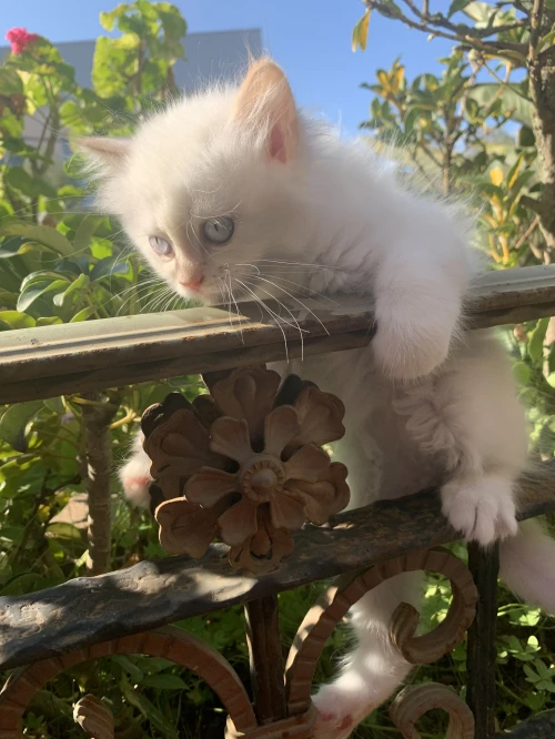 3 adorables chatons
