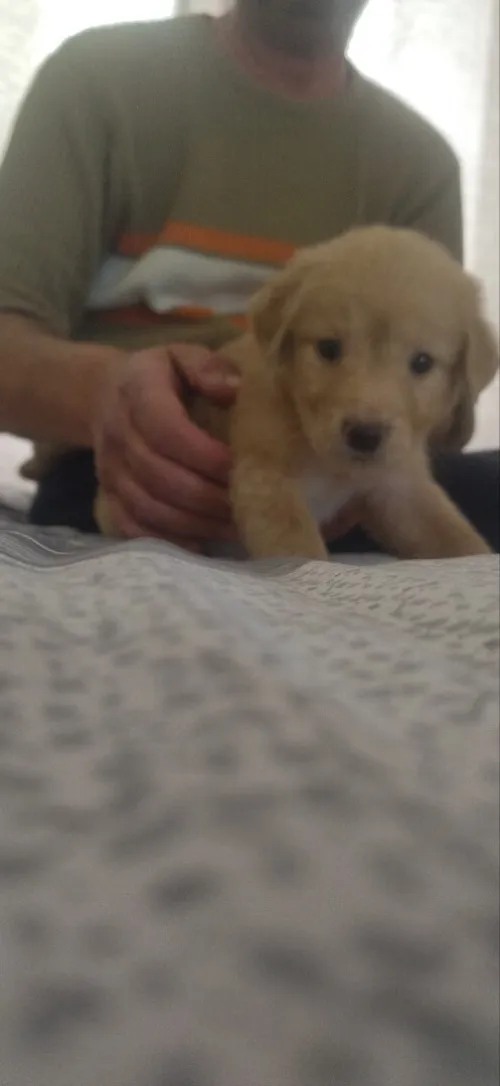 Golden retriver mal age de 2moia