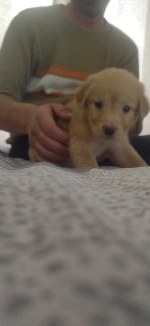 Golden retriver mal age de 2moia