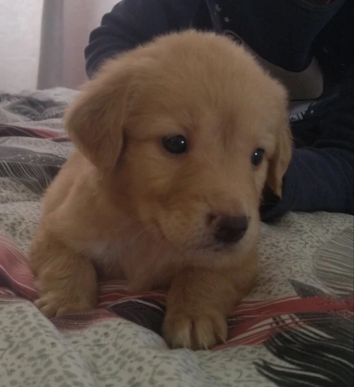 Golden retriver mal age de 2moia