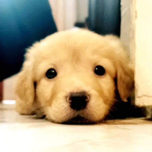 Golden retriver mal age de 2moia