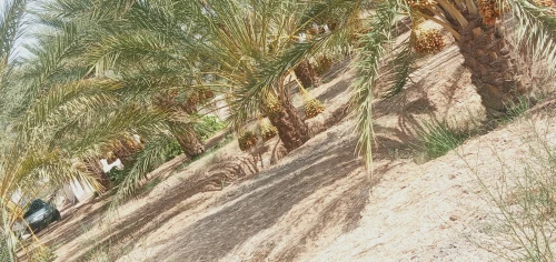 Vente Terrain Biskra Oumache