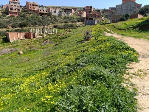 Vente Terrain Blida Meftah