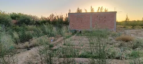 Vente Terrain Agricole Djelfa Ain el ibel