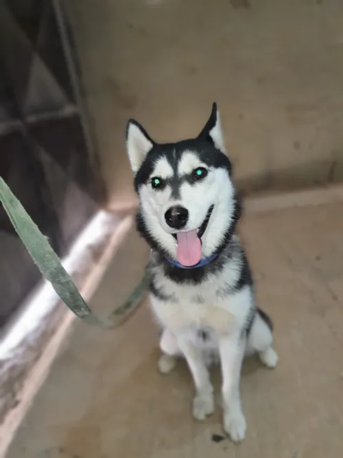 Huski femelle 