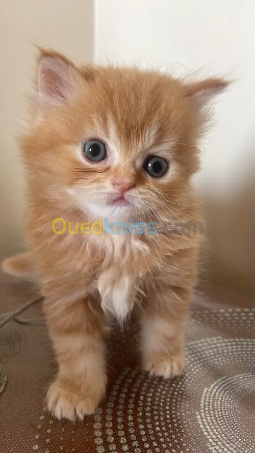Chat persan pici face male et female 