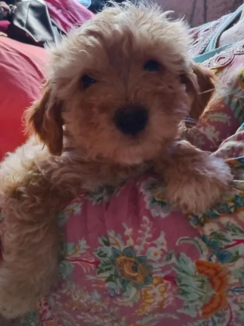 Caniche