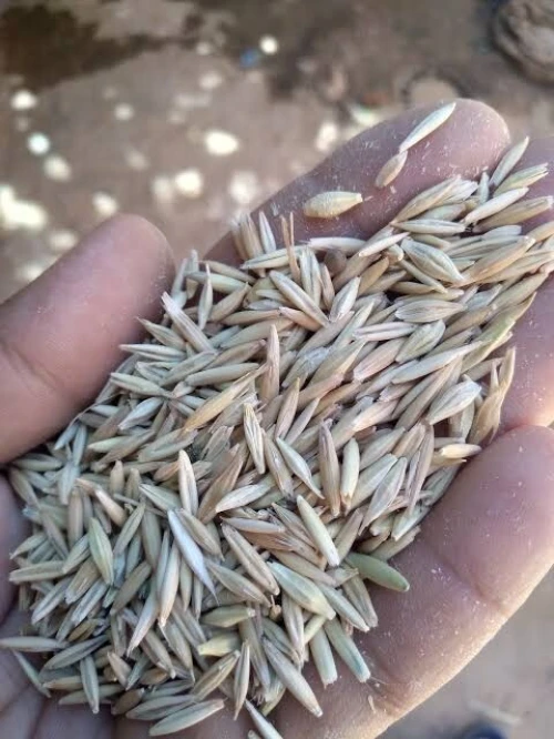 بيع خرطال