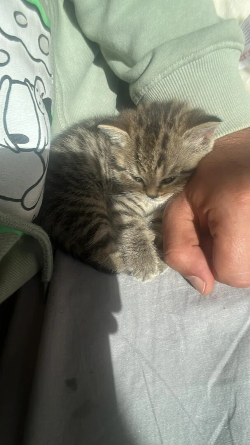 Chatons British Short Hair & Scotish 