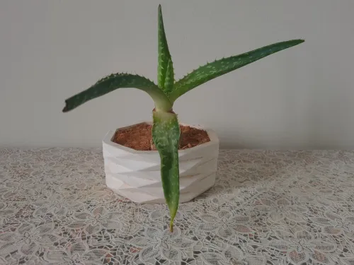 Plantes