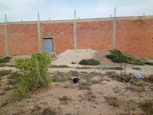 Vente Terrain Djelfa Djelfa