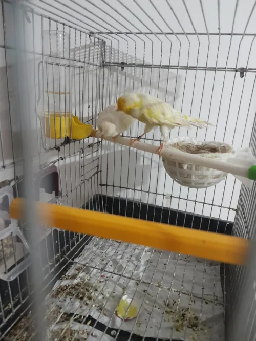 Coupla canari satini mozayik bag 21