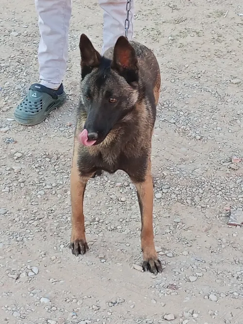 Bousaada Msila