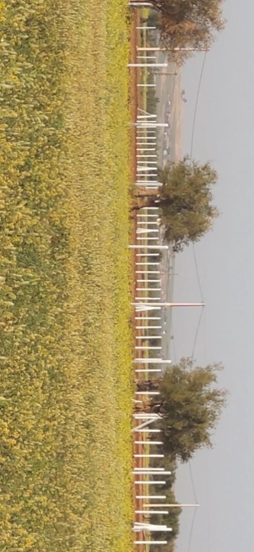 Vente Terrain Agricole Sidi Bel Abbès Hassi dahou