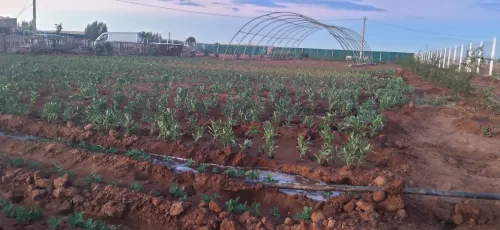 Vente Terrain Agricole Sidi Bel Abbès Hassi dahou