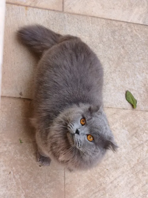 Scottish Fold Long Hair 100% Russian